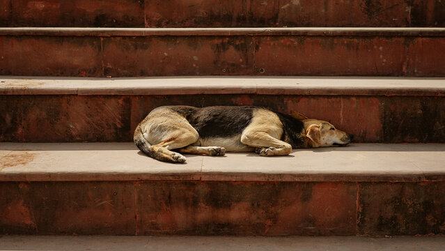 A dog is sleeping on the stairs. This is the view of Lucknow, India in summer days. Also this is how stray dogs keeps themselves cool in hot summer days .