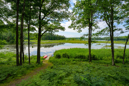 Summer Stillness at the Water's Edge