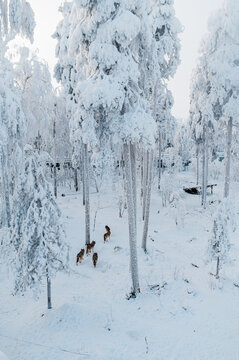 A pack of wolves running through a snow covered forest