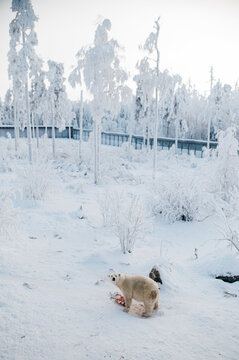 A polar bear with meat in its enclosure in winter