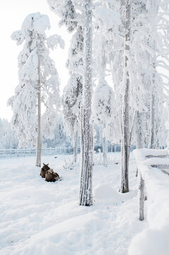 Two elks resting in a snow surrounded by snow covered trees