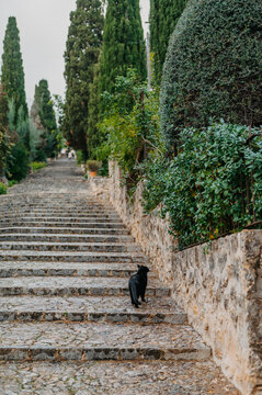 Black cat on Calvari steps, Pollen&ccedil;a, Mallorca