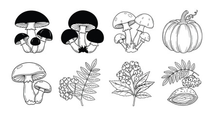Vintage botanical illustration featuring mushrooms pumpkin and berry branches © Nayem