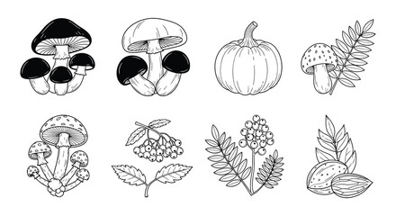 Vintage botanical illustration featuring mushrooms pumpkin and berry branches © Nayem