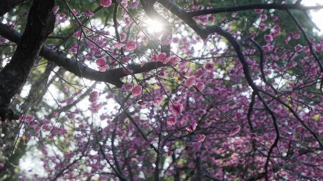 Backlit plum blossoms sparkling in sunlight, Japanese spring background	