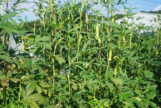 Abelmoschus manihot L Medik is an annual herb in South Korea used for Hanji paper. It grows up to 1.5m featuring palm shaped leaves and yellow flowers with purple centers.