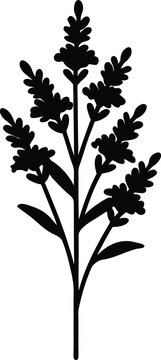 Solidago Flat Icon Style Silhouette Vector Art Illustration