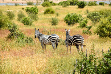Obraz premium Zebras in African savannah natural habitat wildlife safari scene