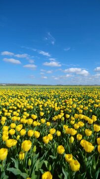 Vertical video of a blooming tulip field during a sunny spring day. Vibrant flowers swaying in a light breeze against a clear sky. Concept of nature, agriculture, and seasonal beauty.