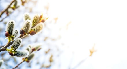 Fototapeta premium Easter sunday celebration christian faith and jesus christ resurrection symbolized by blooming nature