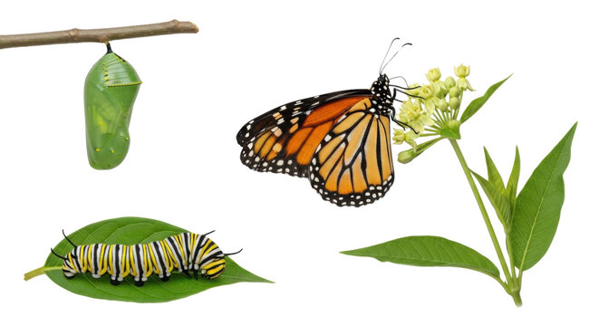 Monarch Butterfly Life Cycle Stages: Caterpillar, Chrysalis, and Adult Butterfly on Milkweed Plant