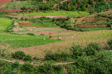 Madagascar, people working in the rice fields in the southern higlands.	

