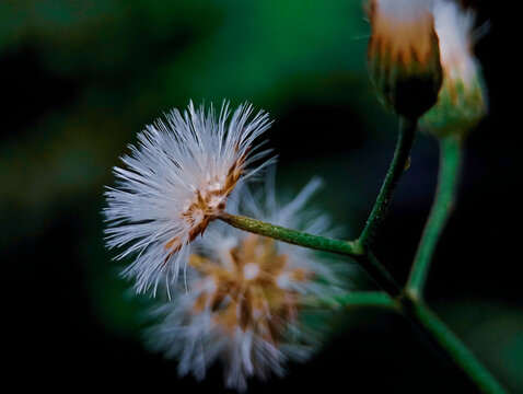 Macro of white wildflower cyanthillium cinereum on dark background