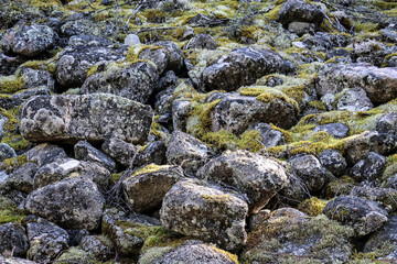 Detailed background of grey stones with organic moss growth in the wilderness.