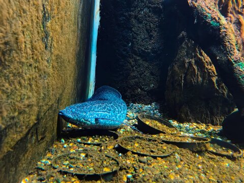 Marbled lungfish resting on sandy aquarium floor, displaying textured skin and prehistoric freshwater predator character in a dim aquatic habitat.