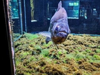Obraz premium Redeye piranha facing the camera in an aquarium, sharp teeth and intense gaze visible, showcasing a predatory freshwater fish habitat.