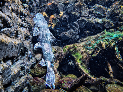 Pleco suckermouth catfish clinging to rocky river habitat, showcasing armored body, camouflage pattern, and freshwater algae-eating behavior