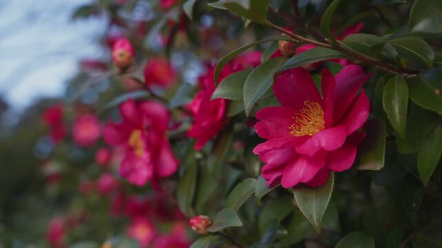 Close-up shot of beautiful pink Sasanqua Camellia flowers with yellow centers. The evergreen leaves and delicate petals create a peaceful nature scene in Japan.
