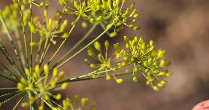 a large number of dill plants to obtain seeds for the future harvest, close up