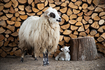 Obraz premium Small newborn lamb and ewe.
