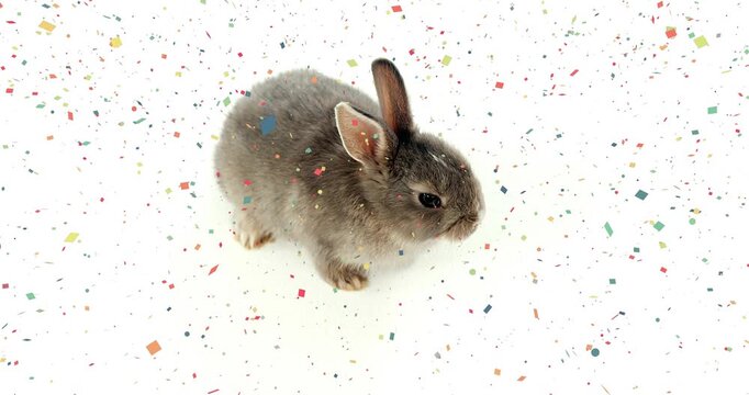 Confetti falling from above, rabbit crouching and twitching as pieces land, forming festive scene