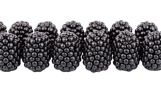 Row of ripe blackberries with many small drupelets on transparent background