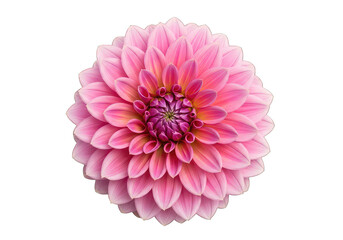 Vibrant Pink Dahlia Flower Blossom Isolated Cut-out