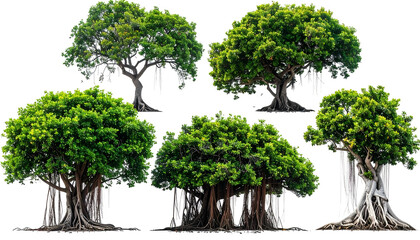 Five isolated images of lush, leafy trees, showing variations in size and root structure