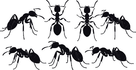 Black ant silhouettes in multiple views isolated on white background, detailed insect anatomy illustration for entomology, pest control, wildlife, and vector design use