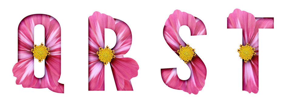 Cosmos Flower Alphabet Q R S T Romantic Botanical Letters