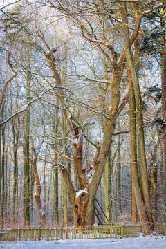 r&auml;utigamseiche im Winter, Dodauer Forst, Eutin, Schleswig-Holstein
