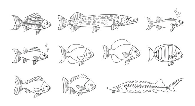 Vintage illustration of various freshwater fish species in a row