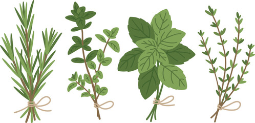 Rosemary oregano basil and thyme fresh herb illustration, flat minimalist culinary plant collection isolated on white background vector © MstRejowana