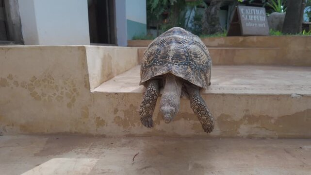Turtle stuck on a stair, Lamu county, Shela, Kenya