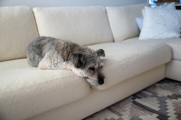 Sleepy small dog resting on sofa in cozy minimalist home interior