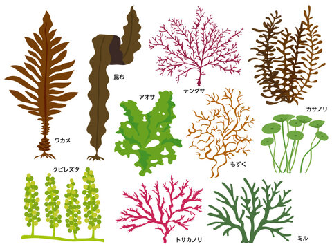 海藻のイラストセット