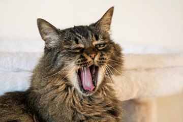 Portrait of a domestic tabby cat © serge