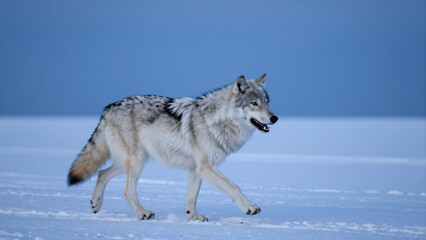 Fototapeta premium Gray Wolf Walking Through A Snowy Landscape Under A Clear Blue Sky