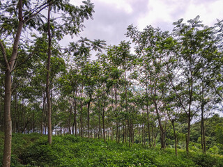 Fototapeta premium Young reforestation forest with evenly spaced trees and green undergrowth, symbolizing sustainability, restoration, and environmental conservation