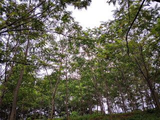 Fototapeta premium Tall trees forming a lush forest canopy, showcasing natural beauty, fresh air, and a peaceful woodland atmosphere for outdoor relaxation