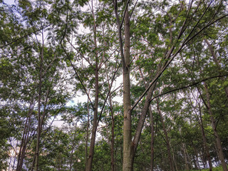 Obraz premium Young forest canopy with slender trees and fresh green leaves, representing natural growth, reforestation efforts, and a healthy ecosystem
