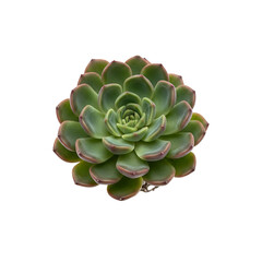 Fototapeta premium A succulent plant with green leaves and pink edges on transparent background
