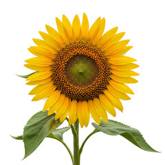 Obraz premium A large sunflower with bright yellow petals on transparent background