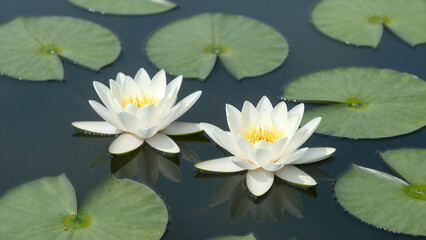 Two White Water Lilies Blooming On A Serene Pond With Green Lily Pads In A Natural Setting