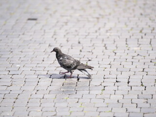 Fototapeta premium Rock Pigeon | Rock Dove | Feral Pigeon