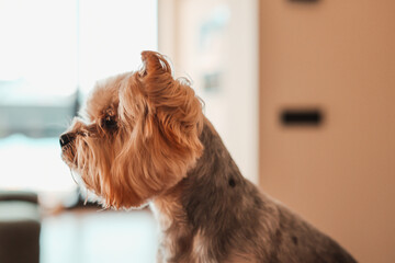 Close-up profile portrait of a Yorkshire Terrier dog in a cozy sunlit interior. Moody vintage film style with soft bokeh and warm lighting. Minimalist lifestyle photography of a loyal pet companion. © vita