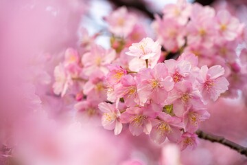 Obraz premium 三浦半島の満開の河津桜