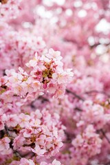三浦半島の満開の河津桜
