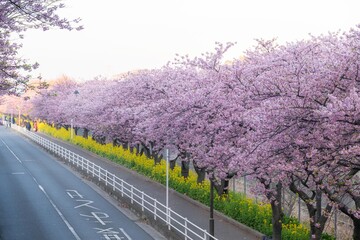 三浦半島の満開の河津桜