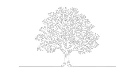 Fototapeta premium A detailed line drawing of a large, mature deciduous tree with a full canopy of intricate branches and leaves, set against a plain white background.